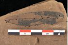 Foto (Detailansicht) von Peridermium daphnes Ettingshausen (NHMW-GEO-2024-0188-0007)